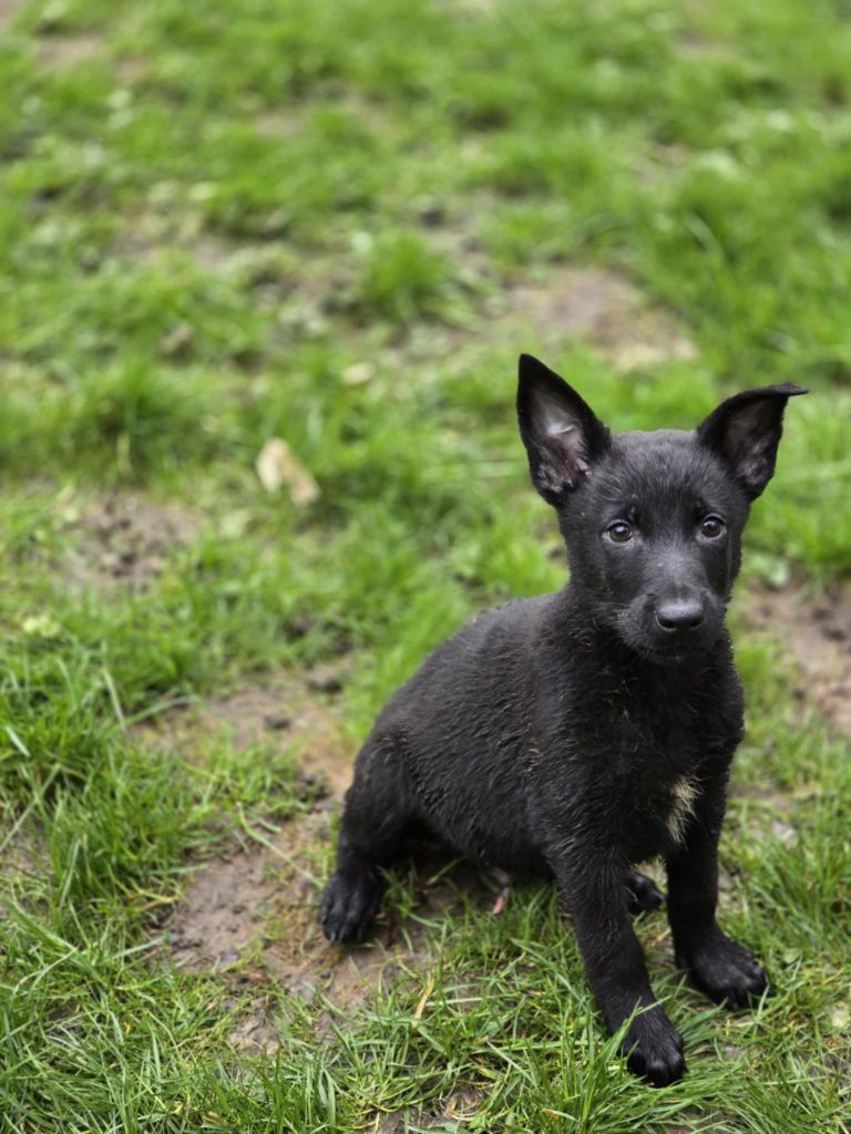 De La Forêt De L'espérance - Chiots disponibles - Berger Belge