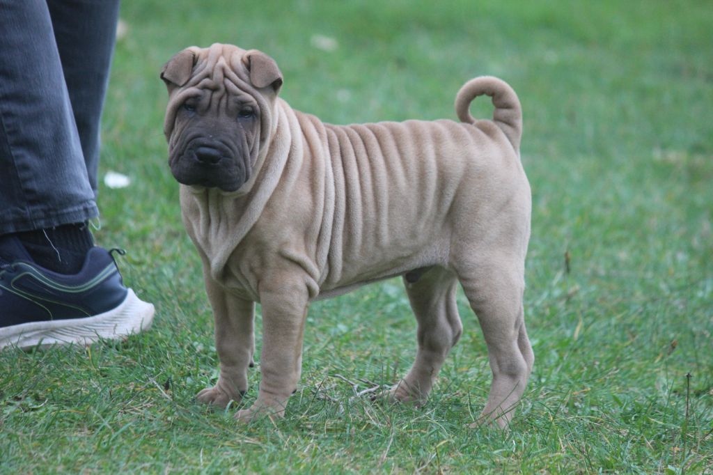 Des Plissés Du Maoling - Chiots disponibles - Shar Pei