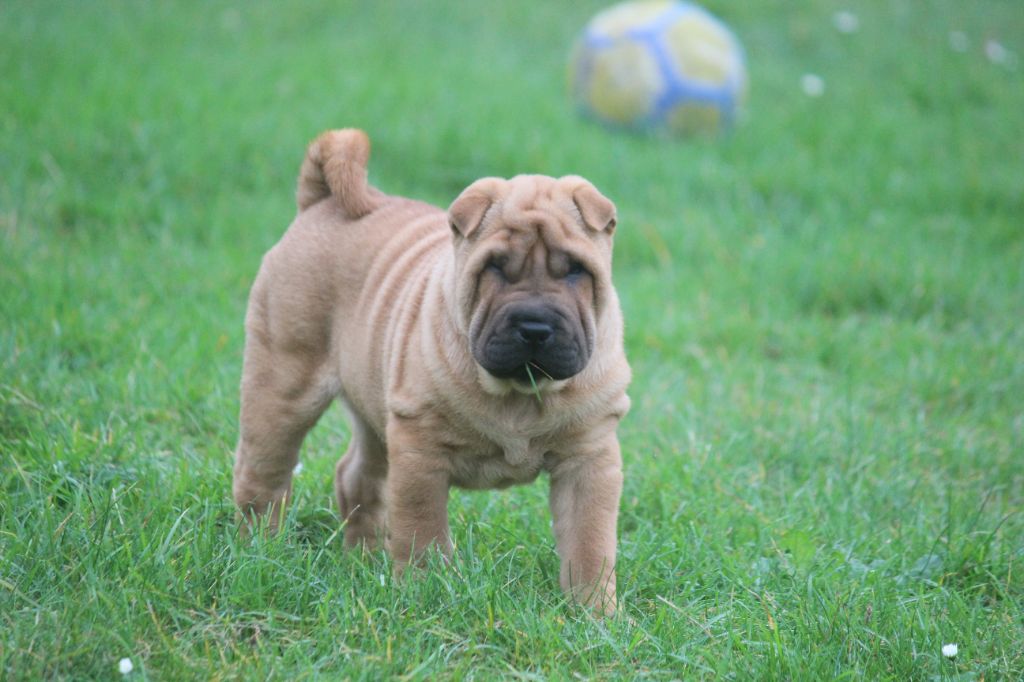 Des Plissés Du Maoling - Chiots disponibles - Shar Pei