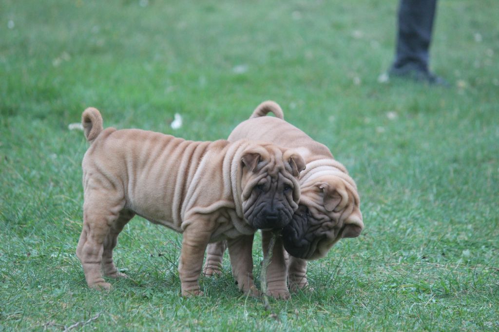 Des Plissés Du Maoling - Chiots disponibles - Shar Pei