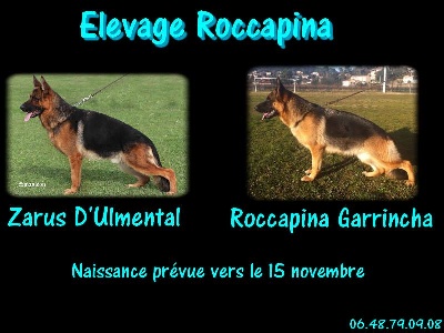 Roccapina - Gestation confirmée pour Garrincha