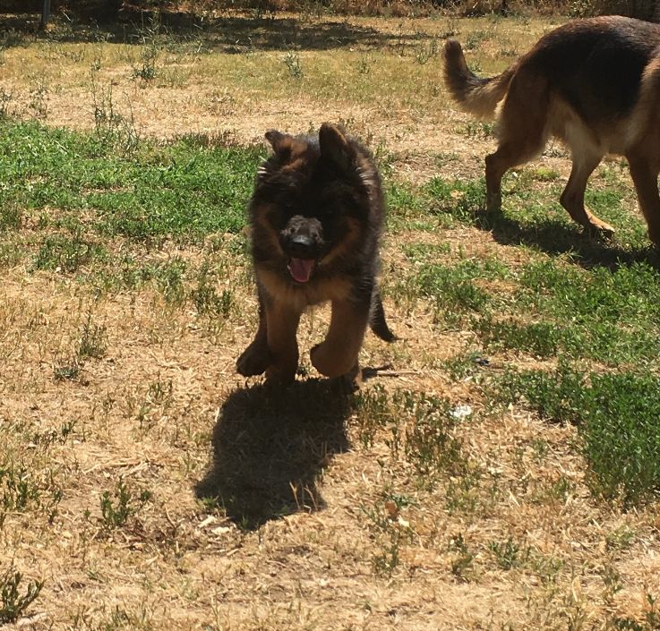 Roccapina - Chiot Poil long Femelle à vendre 