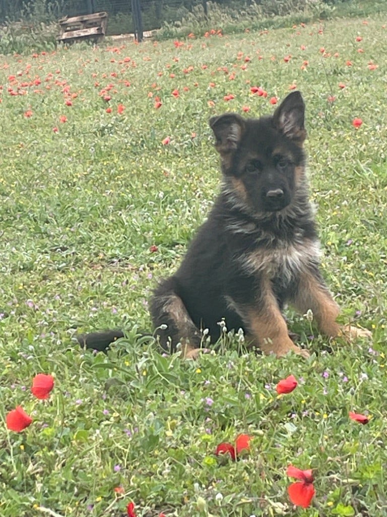 Roccapina - Chiots disponibles - Berger Allemand