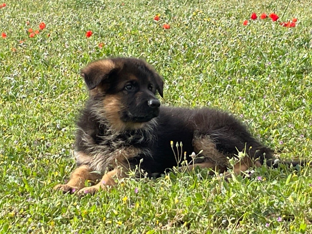 Roccapina - Chiots disponibles - Berger Allemand