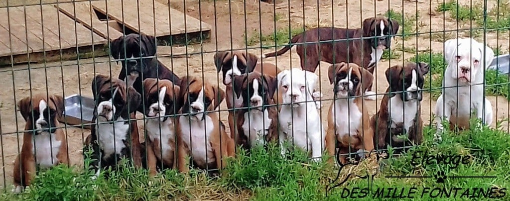 des Mille Fontaines - Chiots 