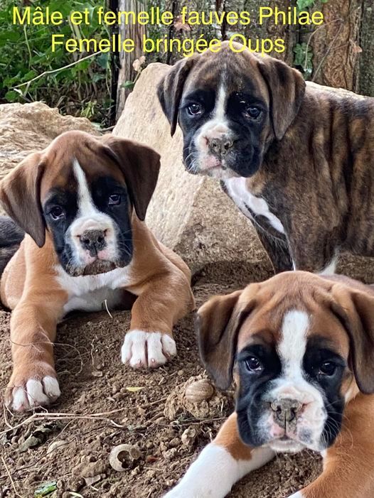 Chiot Boxer des Mille Fontaines