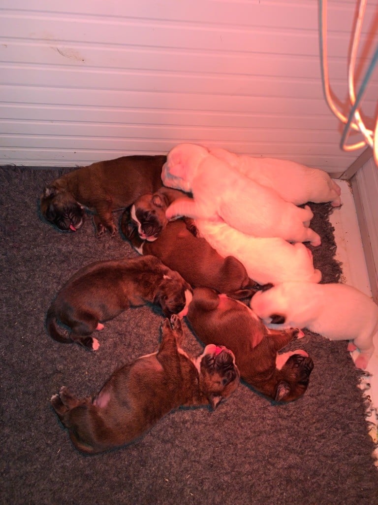 Chiot Boxer des Mille Fontaines