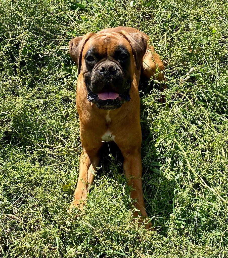 des Mille Fontaines - Chiots disponibles - Boxer