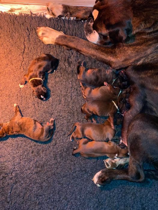 Chiot Boxer des Mille Fontaines