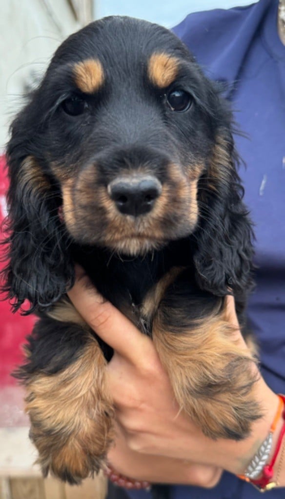 de la douce folie - Chiots disponibles - Cocker Spaniel Anglais