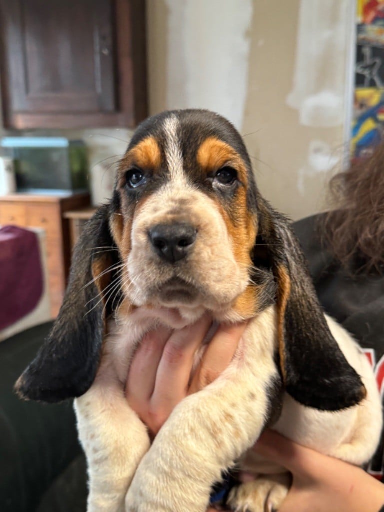 de la douce folie - Chiots disponibles - Basset Hound