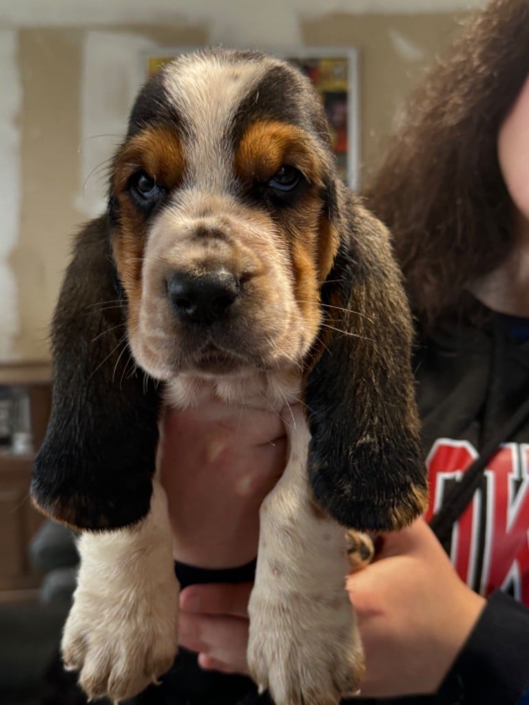 de la douce folie - Chiots disponibles - Basset Hound