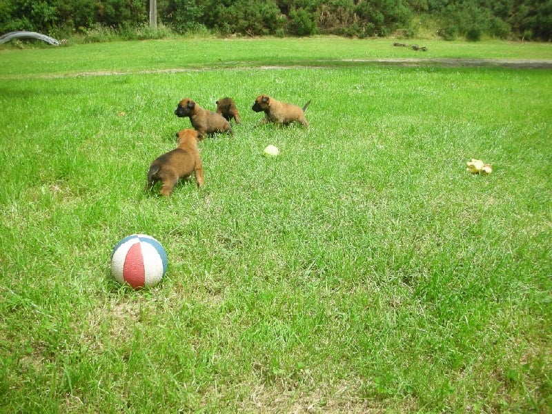 De l'anneau d'or - Chiots disponibles - Berger Belge