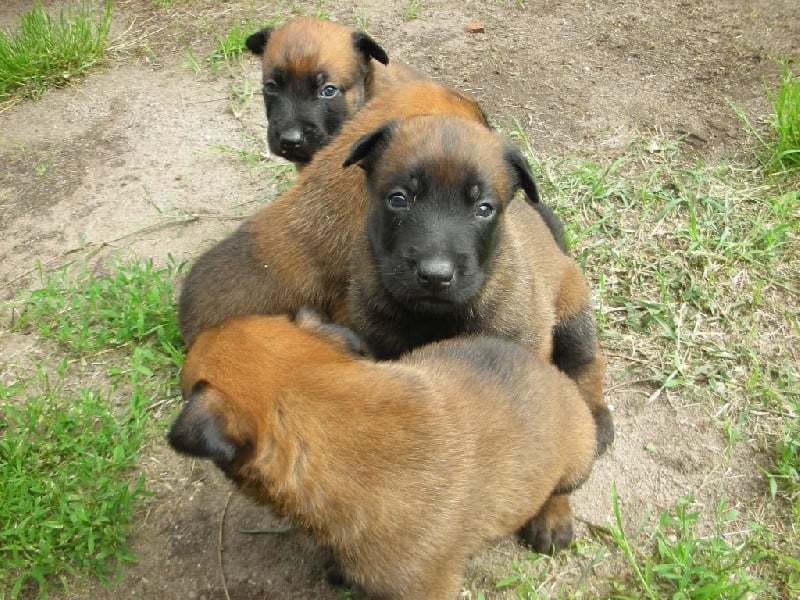 De l'anneau d'or - Chiots disponibles - Berger Belge