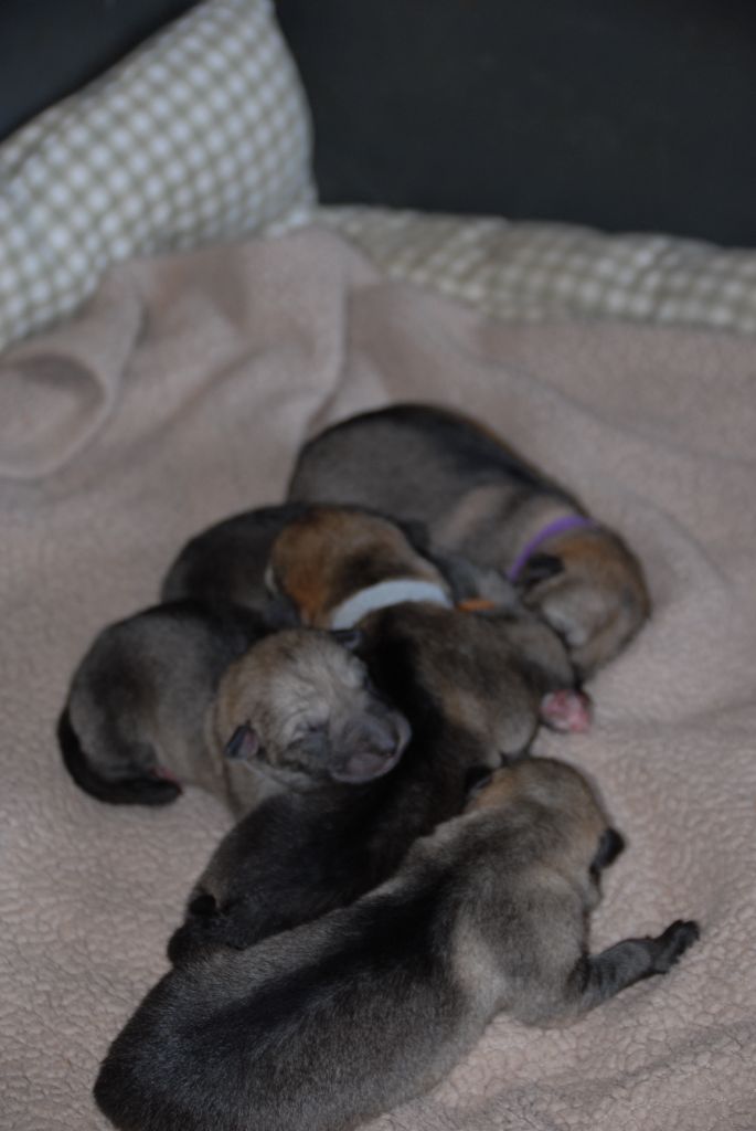 de la mollyniere de lo'scale - Nos chiots,  "Palya-Kyss", sont nés