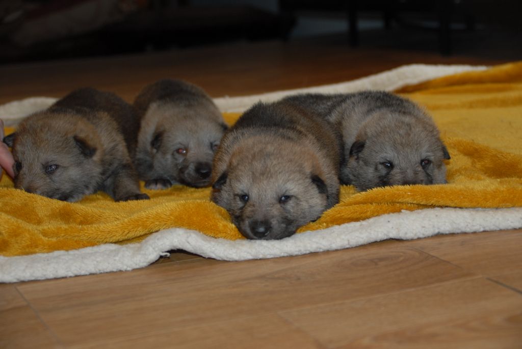 de la mollyniere de lo'scale - Suivi de nos chiots, âgé de 15 jours