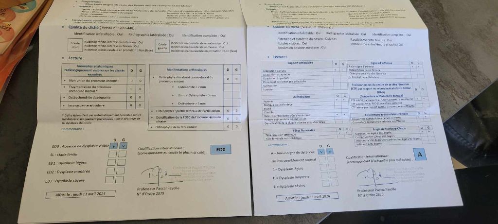 de la mollyniere de lo'scale - Résultats dysplasie Hanches et Coudes