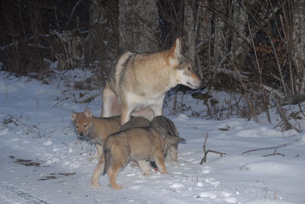 Actualité - Elevage de la Mollyniere de Lo'Scale - Chien-loup ...