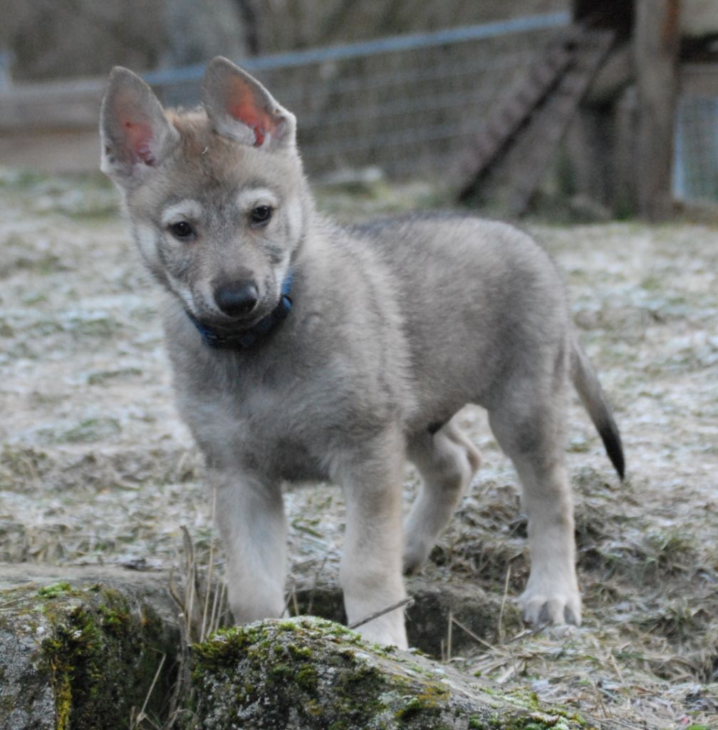 de la mollyniere de lo'scale - Chiots disponibles - Chien-loup tchecoslovaque