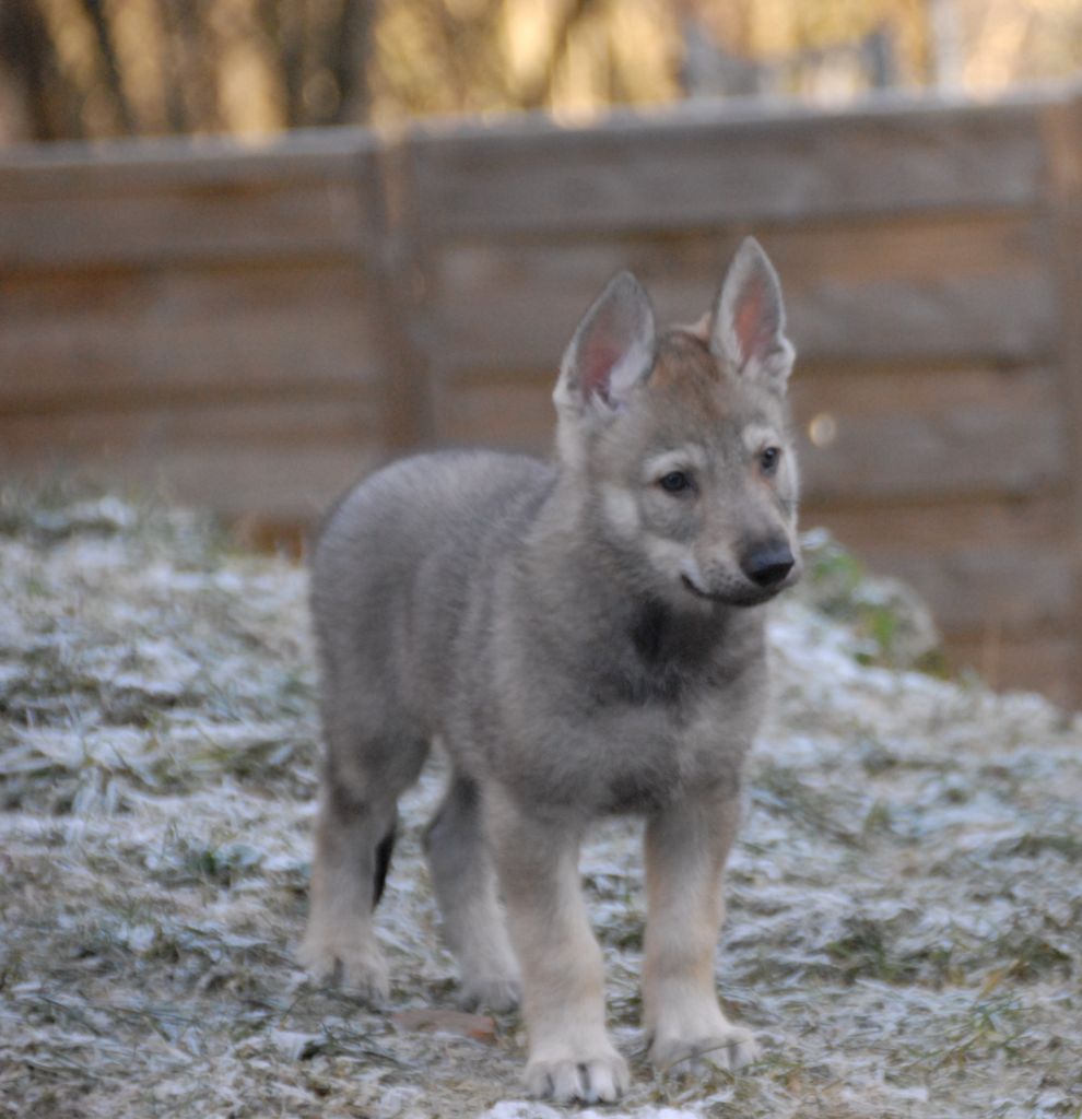 de la mollyniere de lo'scale - Chiots disponibles - Chien-loup tchecoslovaque