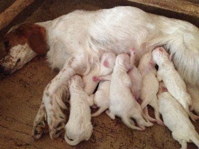 des Cabanes Tchanquées - Les 8 chiots sont nés ce matin...