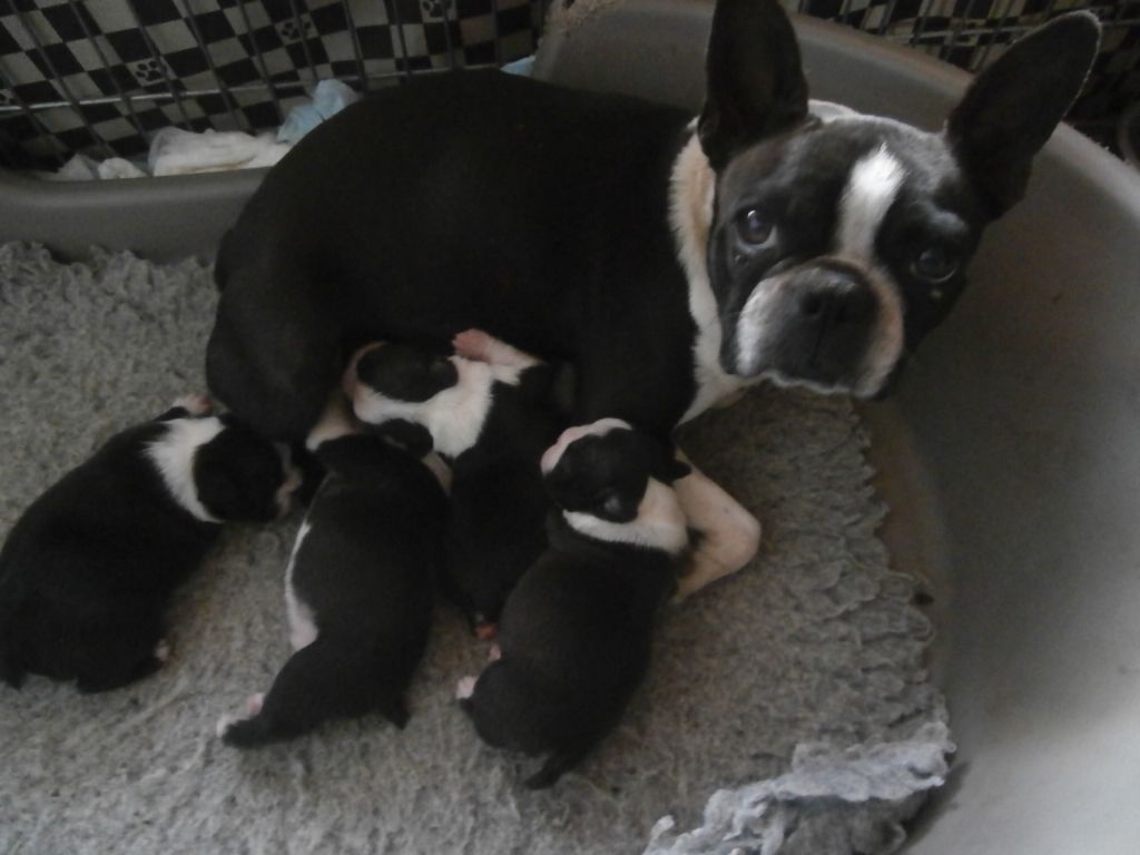 Chiot Boston Terrier du Monde de Pierr-Malou