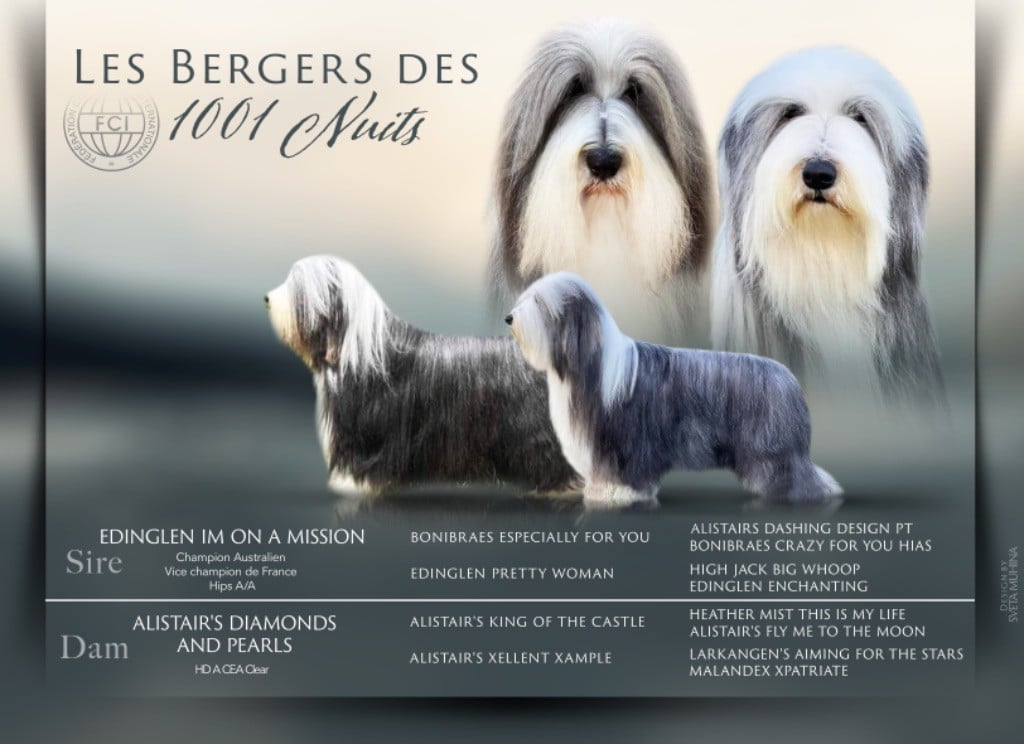 Chiot Bearded Collie Des Bergers des Mille et Une Nuit