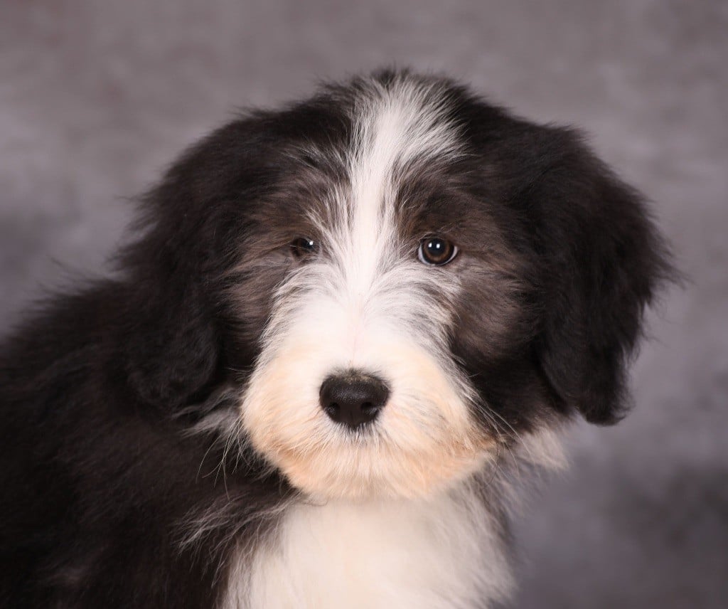 Des Bergers des Mille et Une Nuit - Chiots disponibles - Bearded Collie