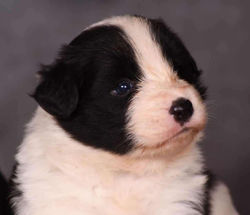 Des Bergers des Mille et Une Nuit - Chiots disponibles - Border Collie