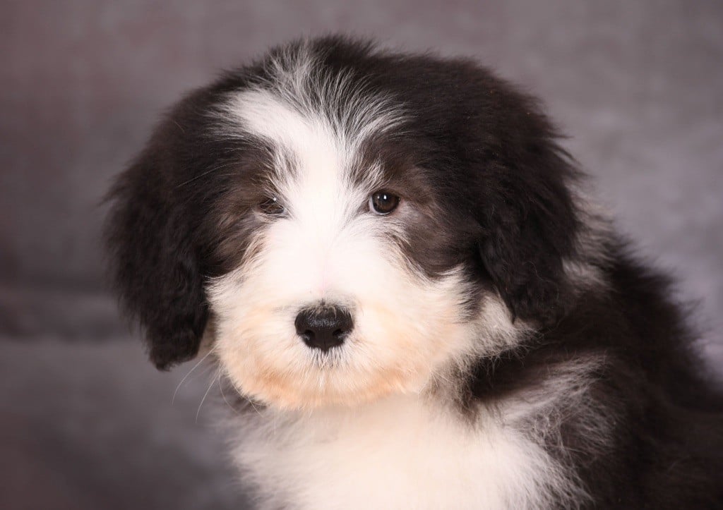 Des Bergers des Mille et Une Nuit - Chiots disponibles - Bearded Collie