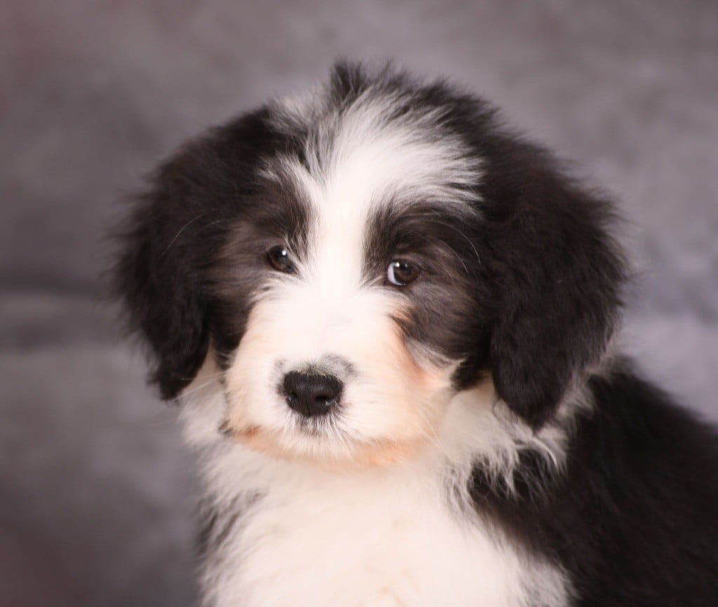 Des Bergers des Mille et Une Nuit - Chiots disponibles - Bearded Collie