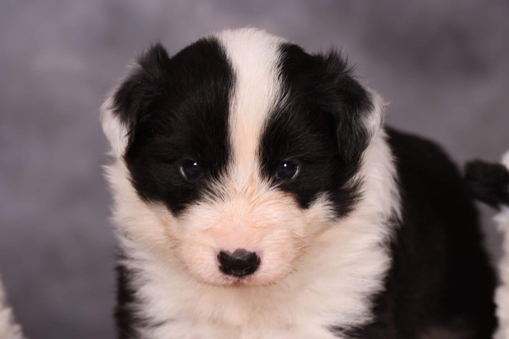 Des Bergers des Mille et Une Nuit - Chiots disponibles - Border Collie