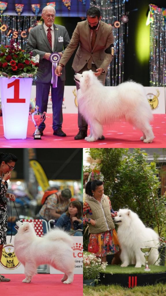 of Karasea - Expositions Canines Juillet