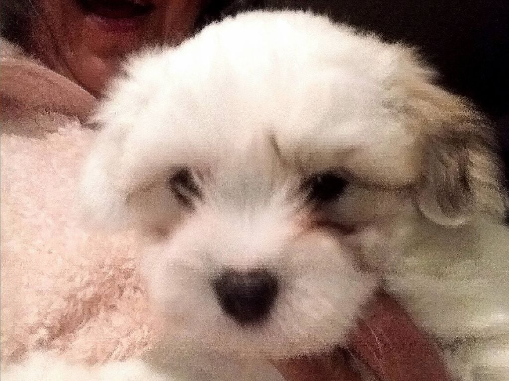 Des Flocons de Juillet - Chiots disponibles - Coton de Tulear