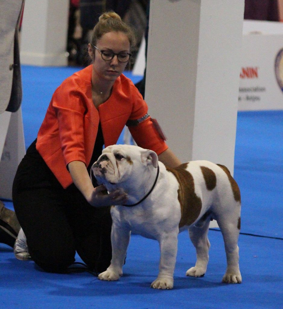 des Croqu'n Bulls - Qualifié Crufts 2020 