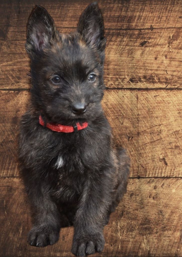 De L'abbaye Des Sources Bleues - Craquant pour un chiot de 6 semaines.