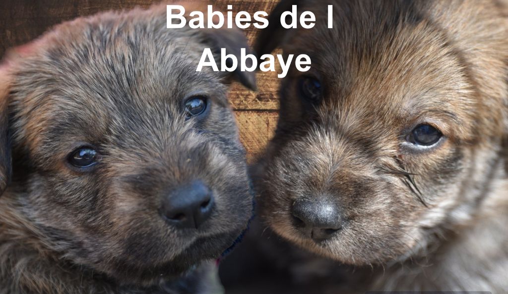 De L'abbaye Des Sources Bleues - Ils grandissent vitesse grand V