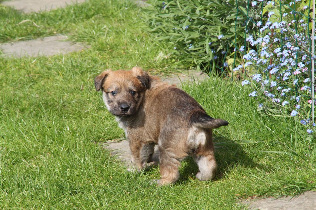 De L'abbaye Des Sources Bleues - Confirmation de gestation pour Laima.