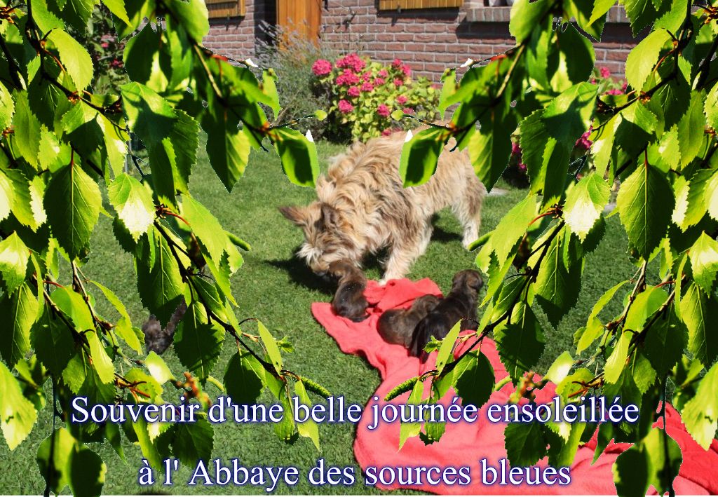 De L'abbaye Des Sources Bleues - SERENITE