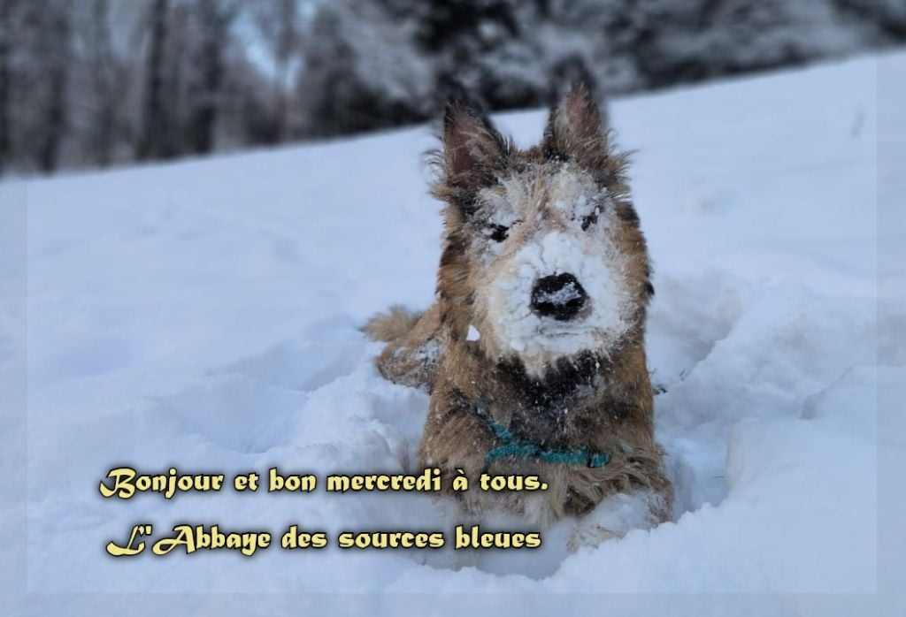 De L'abbaye Des Sources Bleues - MERCREDI 22/01/2025.