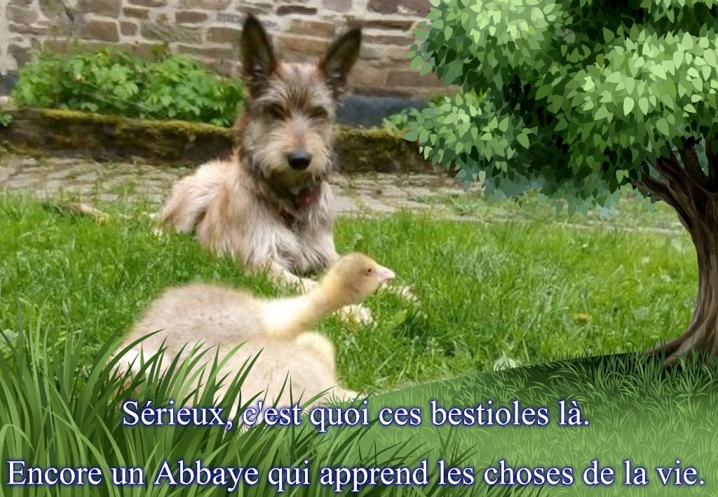 De L'abbaye Des Sources Bleues - C'EST TIT PAS MIGNON 