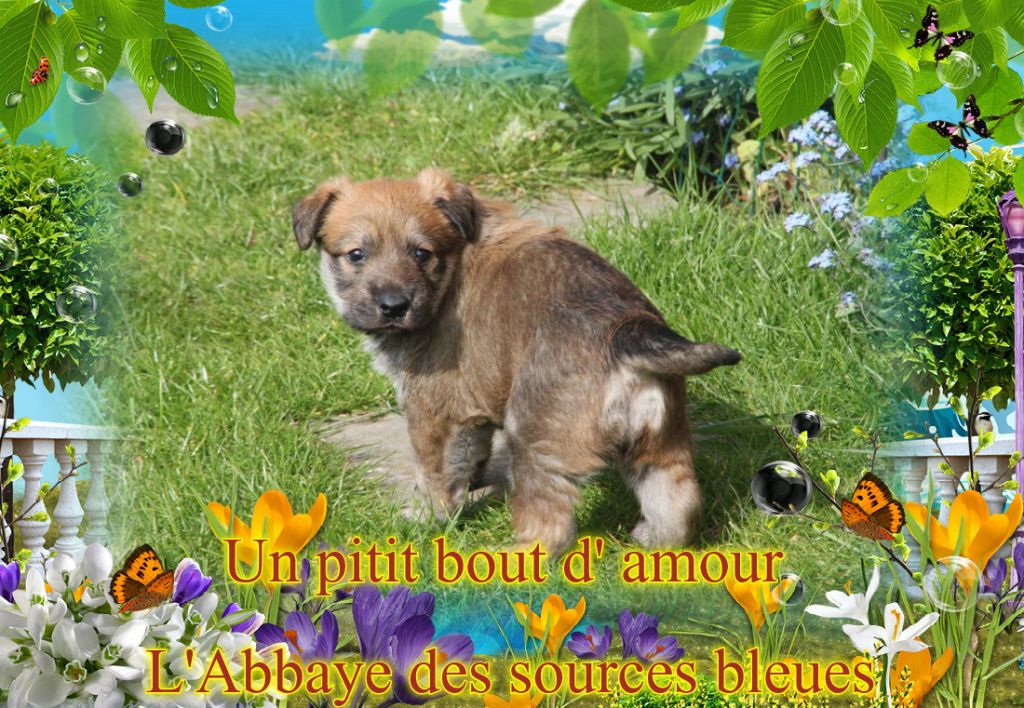 De L'abbaye Des Sources Bleues - BABY LAIMA