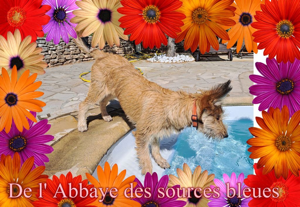 De L'abbaye Des Sources Bleues - VIVEMENT LES CHALEURS