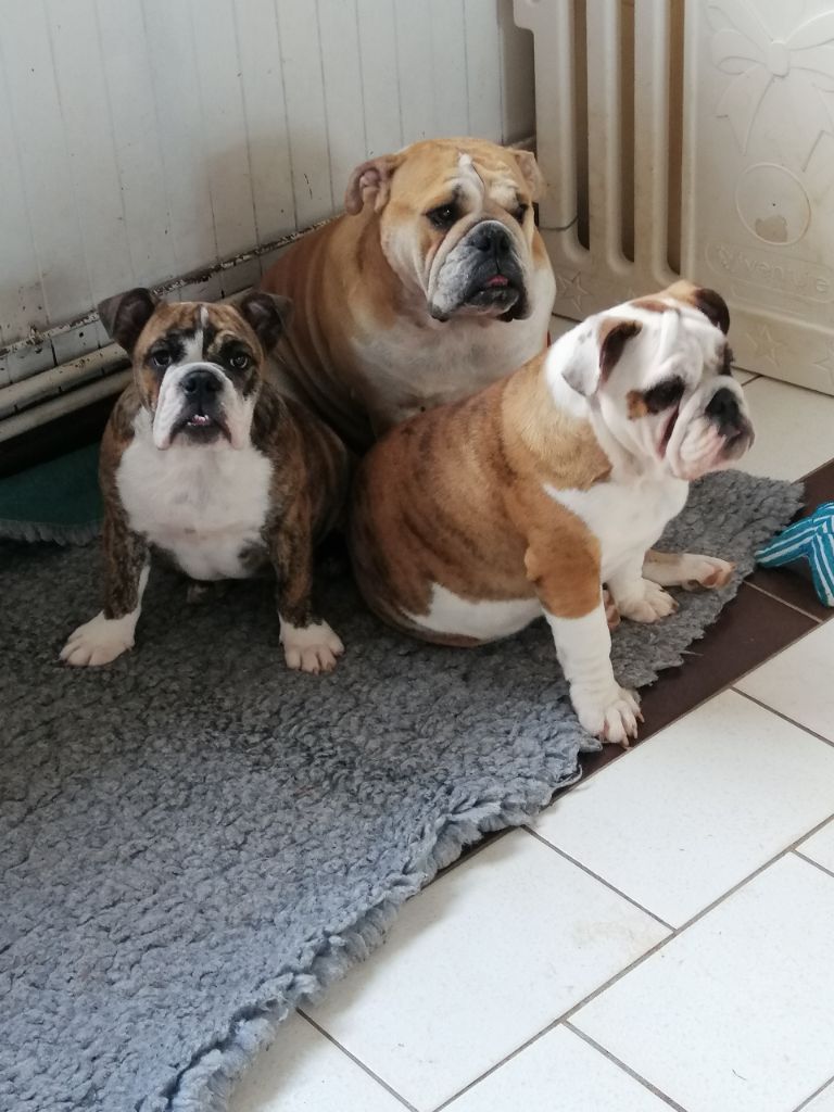 des Ulyskanes du Fleury - Rebecca, Rosy et leur maman Lady