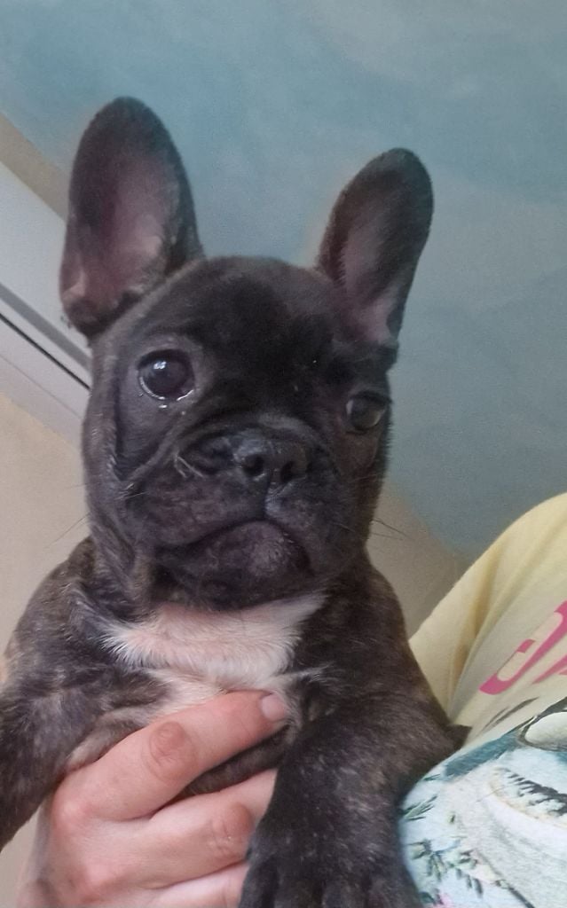 des Ulyskanes du Fleury - Chiots disponibles - Bouledogue français