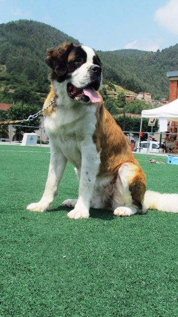 de Can Font - DOGSHOW regionale campdevanol 2015