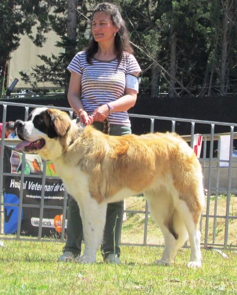 de Can Font - TREMENDA DE CAN FONT - XLIII DOG SHOW IGUALADA 