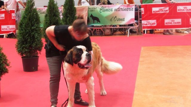 de Can Font - XX DOGSHOW NATIONAL VIC