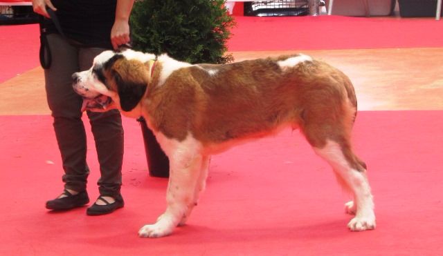 de Can Font - XX DOGSHOW NATIONAL VIC