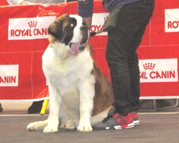 de Can Font - XIX DOGSHOW INTERNATIONAL GIRONA 2015